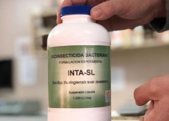 Dengue, no te tenemos miedo: El INTA desarrolló un bioinsecticida a partir del Bt