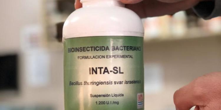 Dengue, no te tenemos miedo: El INTA desarrolló un bioinsecticida a partir del Bt