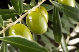 Los desafíos de la aceituna de mesa: Romper la dependencia con Brasil y mecanizar la cosecha