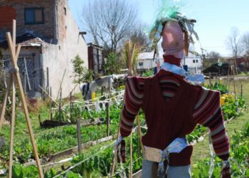 La triste decadencia del espantapájaros: Consejos del INTA para que las aves no arrasen con la huerta