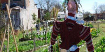 La triste decadencia del espantapájaros: Consejos del INTA para que las aves no arrasen con la huerta