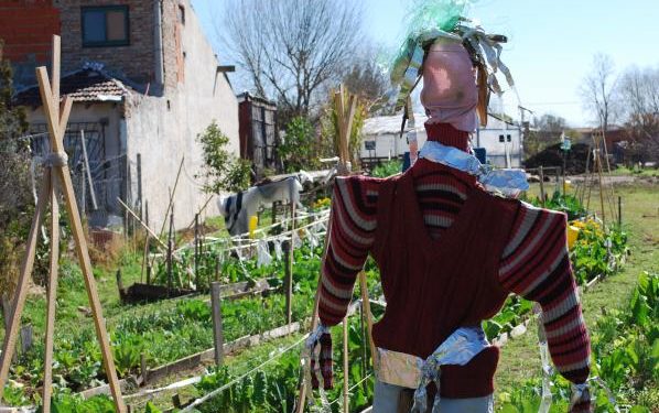 La triste decadencia del espantapájaros: Consejos del INTA para que las aves no arrasen con la huerta
