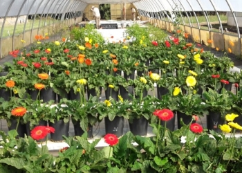 Flores por verduras: Desde la UTT prometen microcréditos para que floricultores se pasen a los alimentos agroecológicos