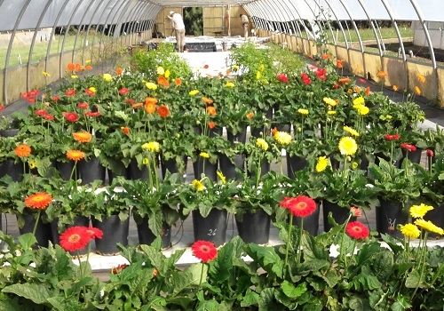 Flores por verduras: Desde la UTT prometen microcréditos para que floricultores se pasen a los alimentos agroecológicos