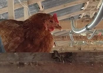 Avícolas en problemas: Hubo que poner 40% más de huevos, pero el rédito se lo llevan quienes los comercian