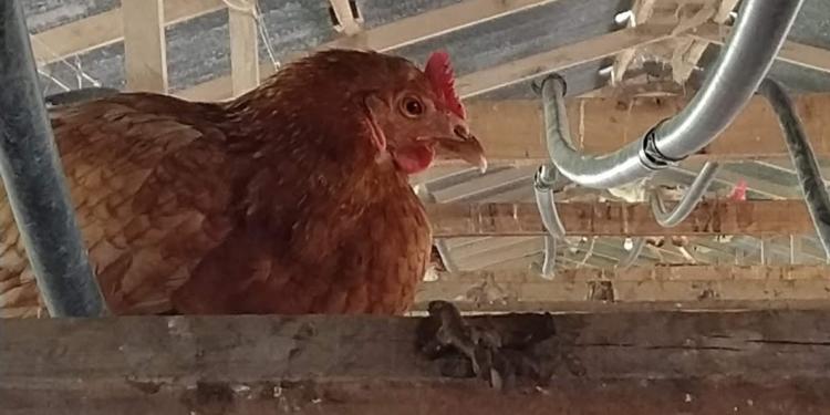 Avícolas en problemas: Hubo que poner 40% más de huevos, pero el rédito se lo llevan quienes los comercian