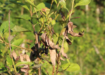“El mal de la tela” y otras amenazas que pesan sobre la producción de yerba mate