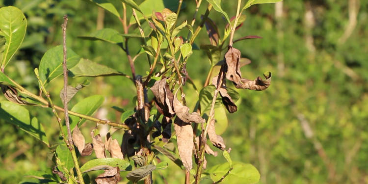 “El mal de la tela” y otras amenazas que pesan sobre la producción de yerba mate