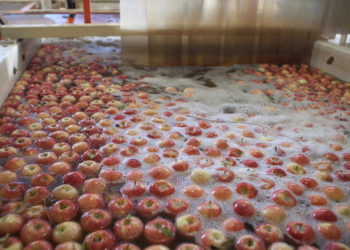 Había vida en medio del Covid-19: Creció fuerte la exportación de vinos y frutas en el primer cuatrimestre