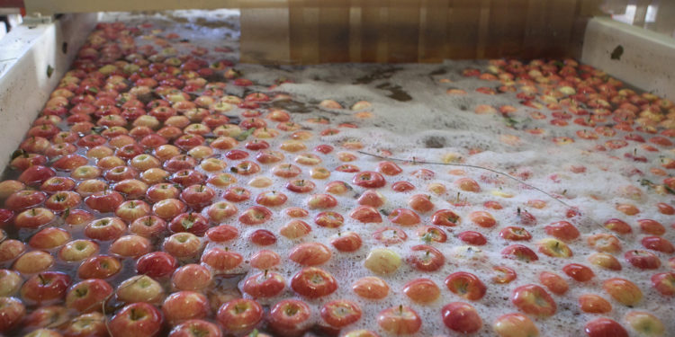 Había vida en medio del Covid-19: Creció fuerte la exportación de vinos y frutas en el primer cuatrimestre