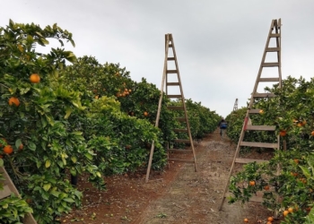 Los hermanos Toller insisten con la exportación directa de sus cítricos y tratan de contagiar a otros productores