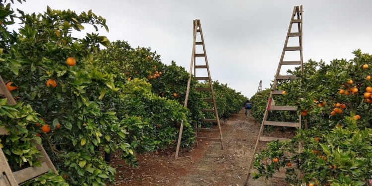 Los hermanos Toller insisten con la exportación directa de sus cítricos y tratan de contagiar a otros productores