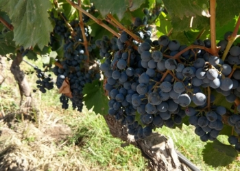 Mezcla de crisis y de clima adverso, la Argentina obtuvo su peor producción de uva desde 2017: La vendimia se redujo 20%