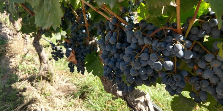 Mezcla de crisis y de clima adverso, la Argentina obtuvo su peor producción de uva desde 2017: La vendimia se redujo 20%