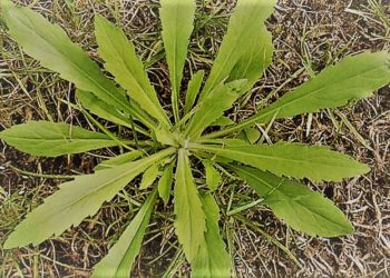 Orgía de resistencias: Parece que la Rama Negra ya nos engaña con cuatro principios activos juntos