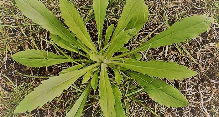 Orgía de resistencias: Parece que la Rama Negra ya nos engaña con cuatro principios activos juntos