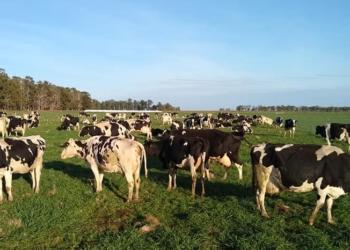 Una radiografía del tambo promedio: Maneja 180 hectáreas, reúne a dos generaciones de productores y demanda hasta 5 personas trabajando