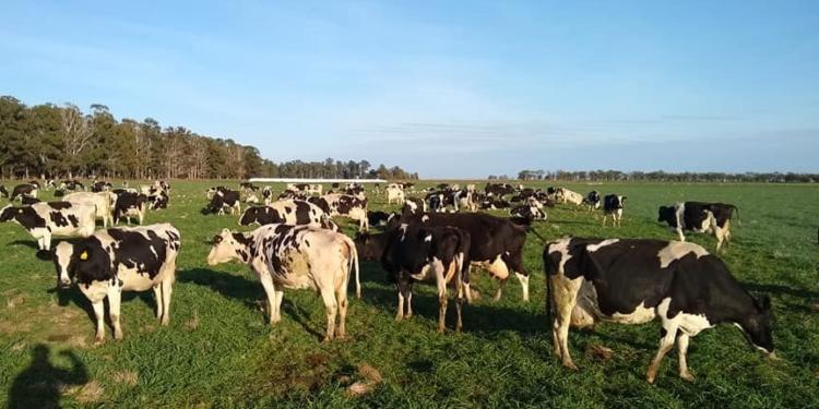 Una radiografía del tambo promedio: Maneja 180 hectáreas, reúne a dos generaciones de productores y demanda hasta 5 personas trabajando