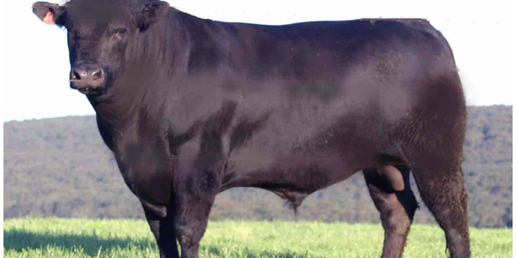 Cancillería canta “vale cuatro”: Insisten que podrán exportarse 100 mil toneladas de poroto negro a México