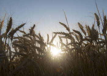 Luces positivas detrás del trigo: Estiman que la cosecha 2021 podría llegar a 21 millones de toneladas