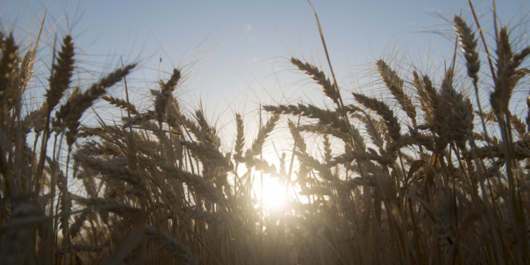 Luces positivas detrás del trigo: Estiman que la cosecha 2021 podría llegar a 21 millones de toneladas