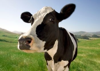 Mamá, ¿me decís un sinónimo de ‘estancamiento’? Lechería, hijo… Lechería