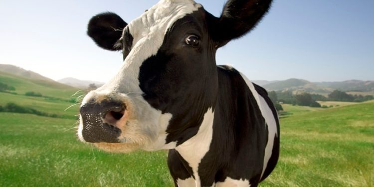 Mamá, ¿me decís un sinónimo de ‘estancamiento’? Lechería, hijo… Lechería