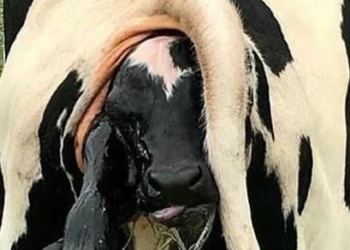 De nuevo pariendo: Productores denuncian las primeras bajas en los precios de la leche