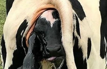 De nuevo pariendo: Productores denuncian las primeras bajas en los precios de la leche