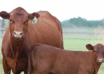 ¿Se acuerdan del cantito de las vacas que vuelan? Bueno, los que empezaron a levantar vuelo son los terneros
