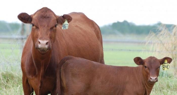 ¿Se acuerdan del cantito de las vacas que vuelan? Bueno, los que empezaron a levantar vuelo son los terneros