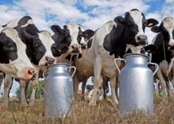 Menos tambos, menos vacas: Triste proceso de concentración en la actividad lechera