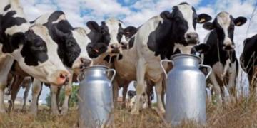 Menos tambos, menos vacas: Triste proceso de concentración en la actividad lechera