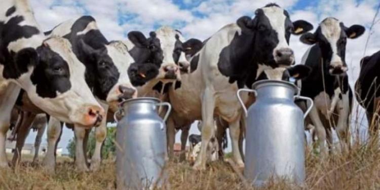 Menos tambos, menos vacas: Triste proceso de concentración en la actividad lechera