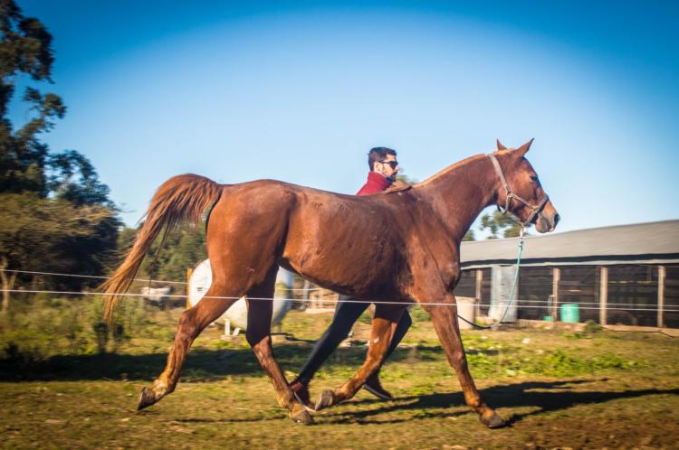 Nina Pichelli cría caballos de alta competencia y los vende a Emiratos Árabes: “Argentina se ubica en el mercado del Endurance con genética premium”