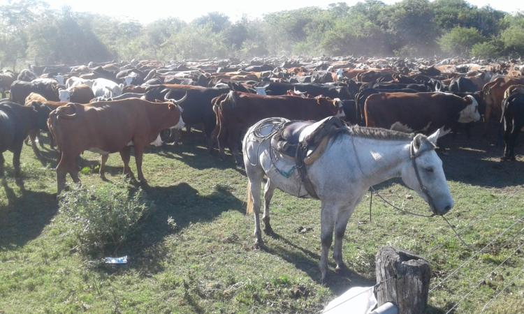 A Jorge Grant le robaron 150 novillos en un año: Sigue apostando a la ganadería solo por respeto a sus antepasados