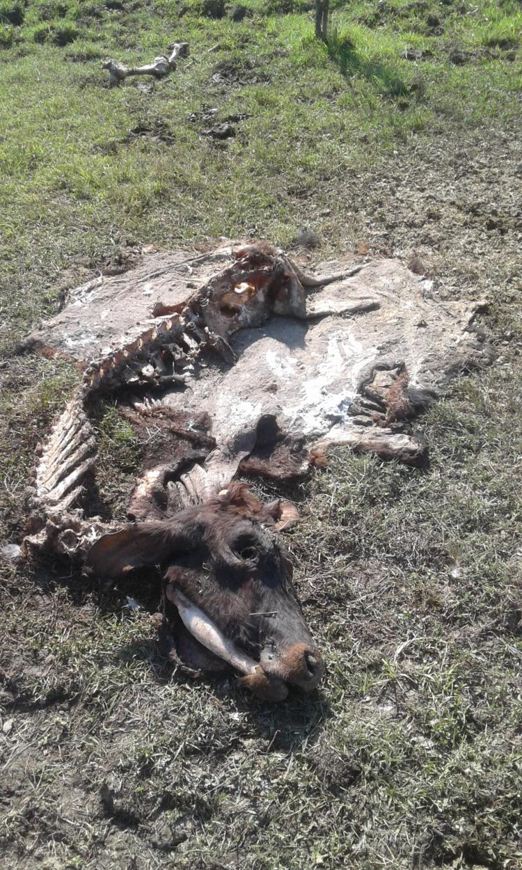 A Jorge Grant le robaron 150 novillos en un año: Sigue apostando a la ganadería solo por respeto a sus antepasados