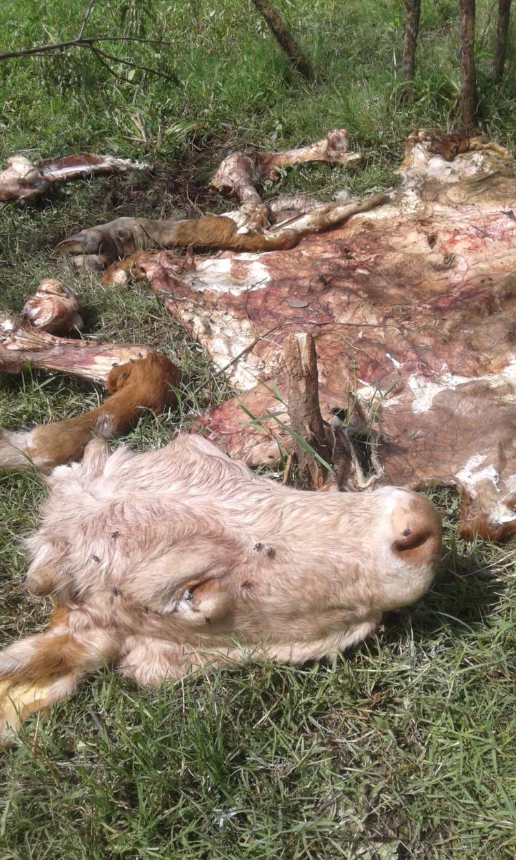 A Jorge Grant le robaron 150 novillos en un año: Sigue apostando a la ganadería solo por respeto a sus antepasados