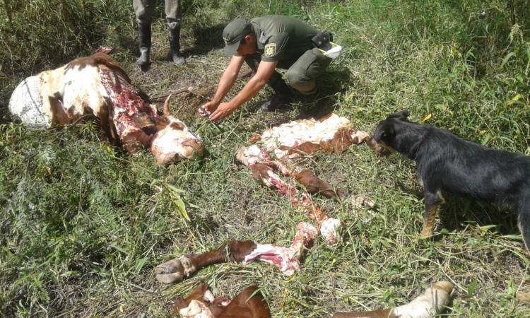 A Jorge Grant le robaron 150 novillos en un año: Sigue apostando a la ganadería solo por respeto a sus antepasados