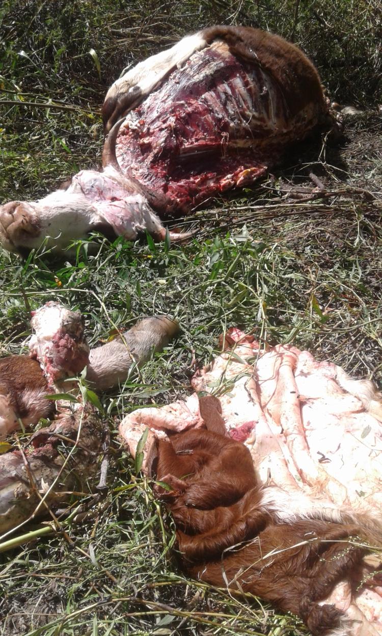 A Jorge Grant le robaron 150 novillos en un año: Sigue apostando a la ganadería solo por respeto a sus antepasados