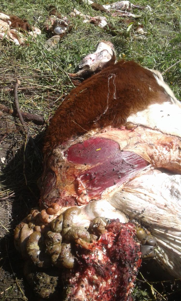 A Jorge Grant le robaron 150 novillos en un año: Sigue apostando a la ganadería solo por respeto a sus antepasados