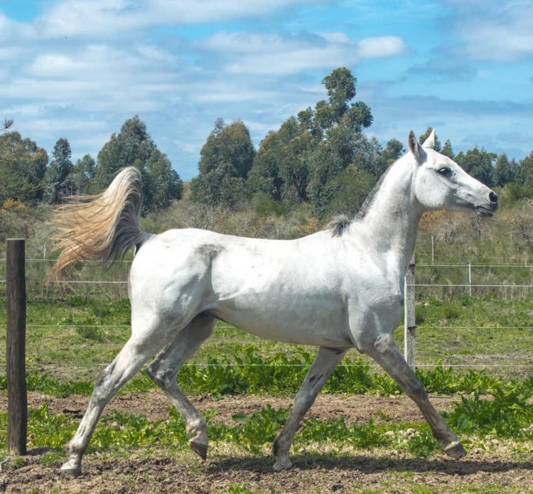 Nina Pichelli cría caballos de alta competencia y los vende a Emiratos Árabes: “Argentina se ubica en el mercado del Endurance con genética premium”