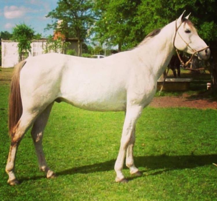 Nina Pichelli cría caballos de alta competencia y los vende a Emiratos Árabes: “Argentina se ubica en el mercado del Endurance con genética premium”