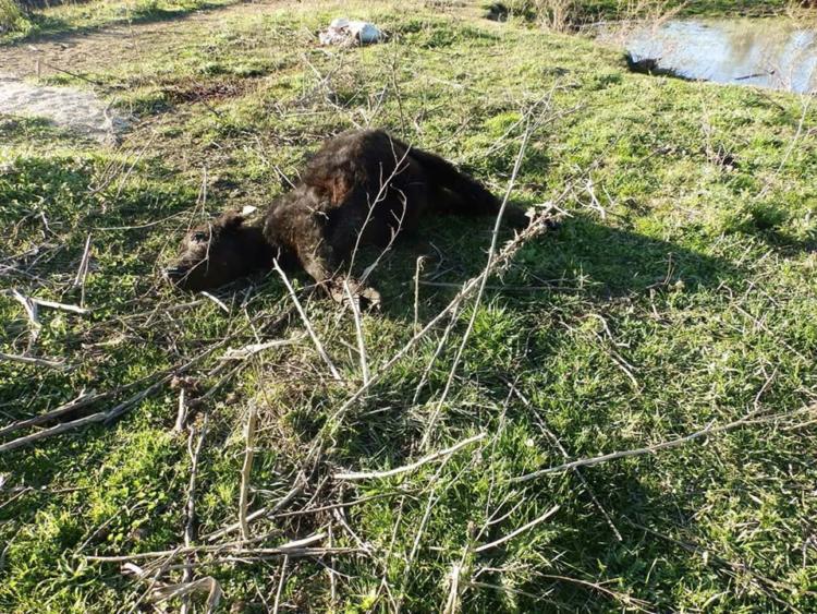 Sin culpables: Marcelo Gianoli produce en la capital nacional del ternero, que está asediada por los casos de abigeato