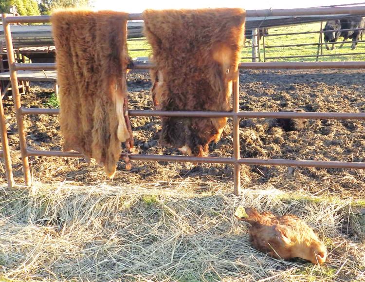 Sin culpables: Marcelo Gianoli produce en la capital nacional del ternero, que está asediada por los casos de abigeato