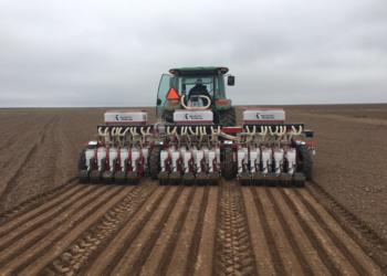 Ganan terreno las semillas híbridas para producir cebolla: Afirman que los rendimientos pueden crecer hasta 200%