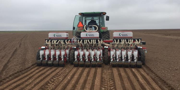 Ganan terreno las semillas híbridas para producir cebolla: Afirman que los rendimientos pueden crecer hasta 200%