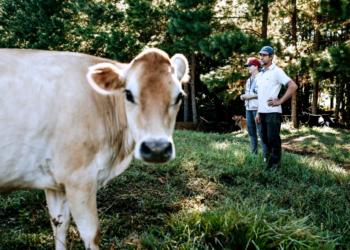 De trabajo doméstico a actividad productiva: La lechería va consolidando un perfil propio en Misiones