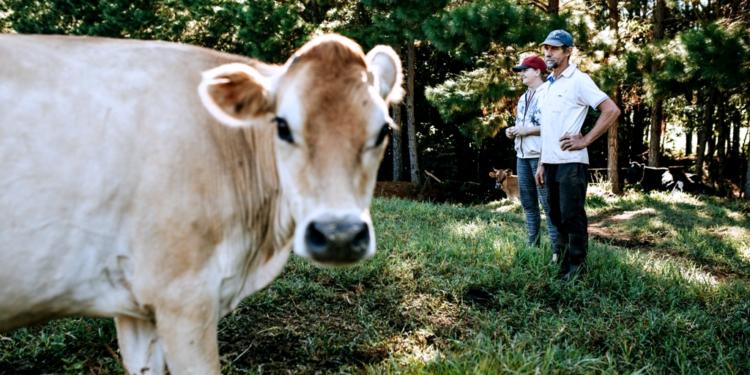 De trabajo doméstico a actividad productiva: La lechería va consolidando un perfil propio en Misiones