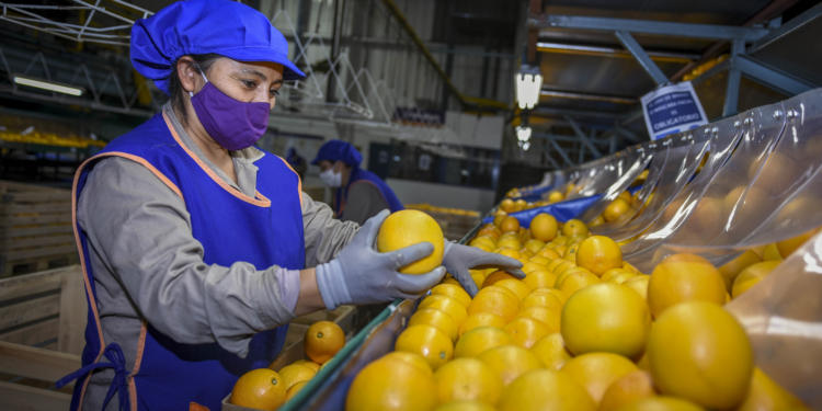 AgroEmpresas: Ledesma se consolida como líder en cítricos, mientras Bioceres está a las puertas de la aprobación de su soja HB4